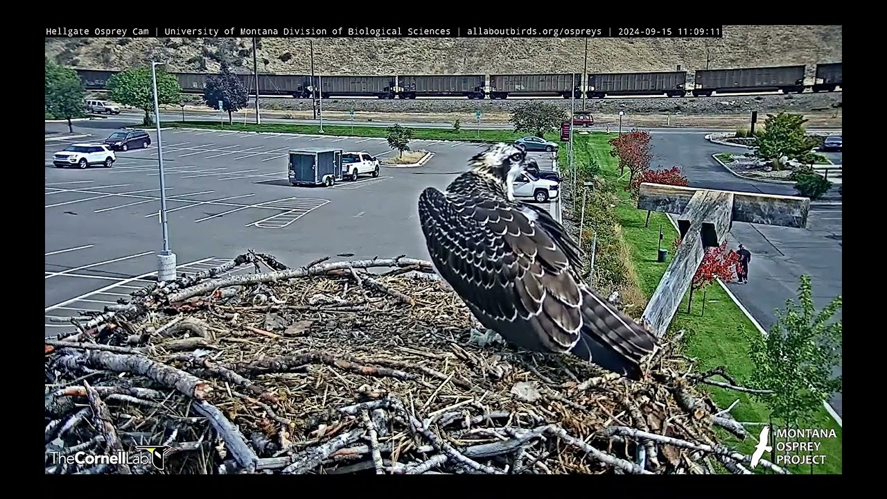 Hellgate Osprey - 💖Last Time Our Darling Antali On The Nest💖 - Sun 9-15-24