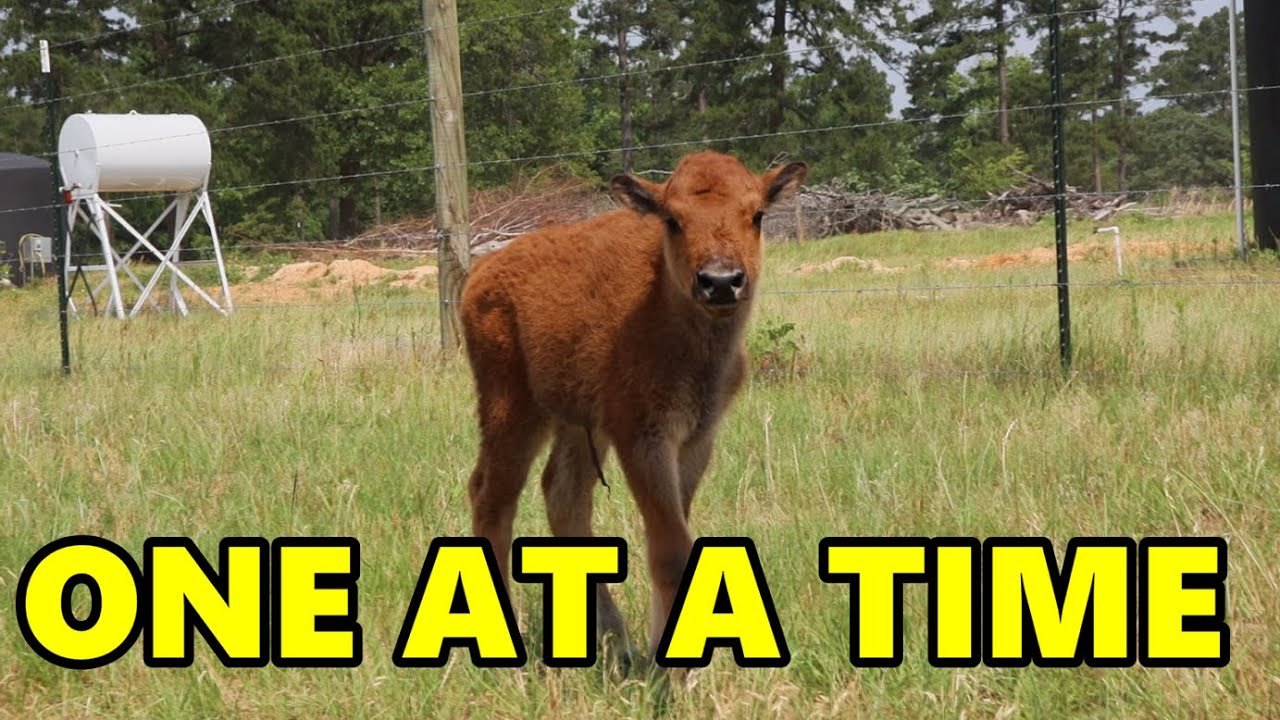 Ep. 183 - Our First Bison Calves this Year | Blackacre Ranch
