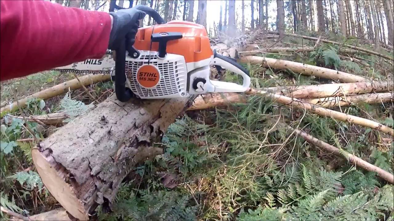 Felling spruce with Stihl MS362
