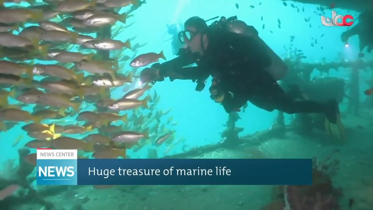 Морская жизнь