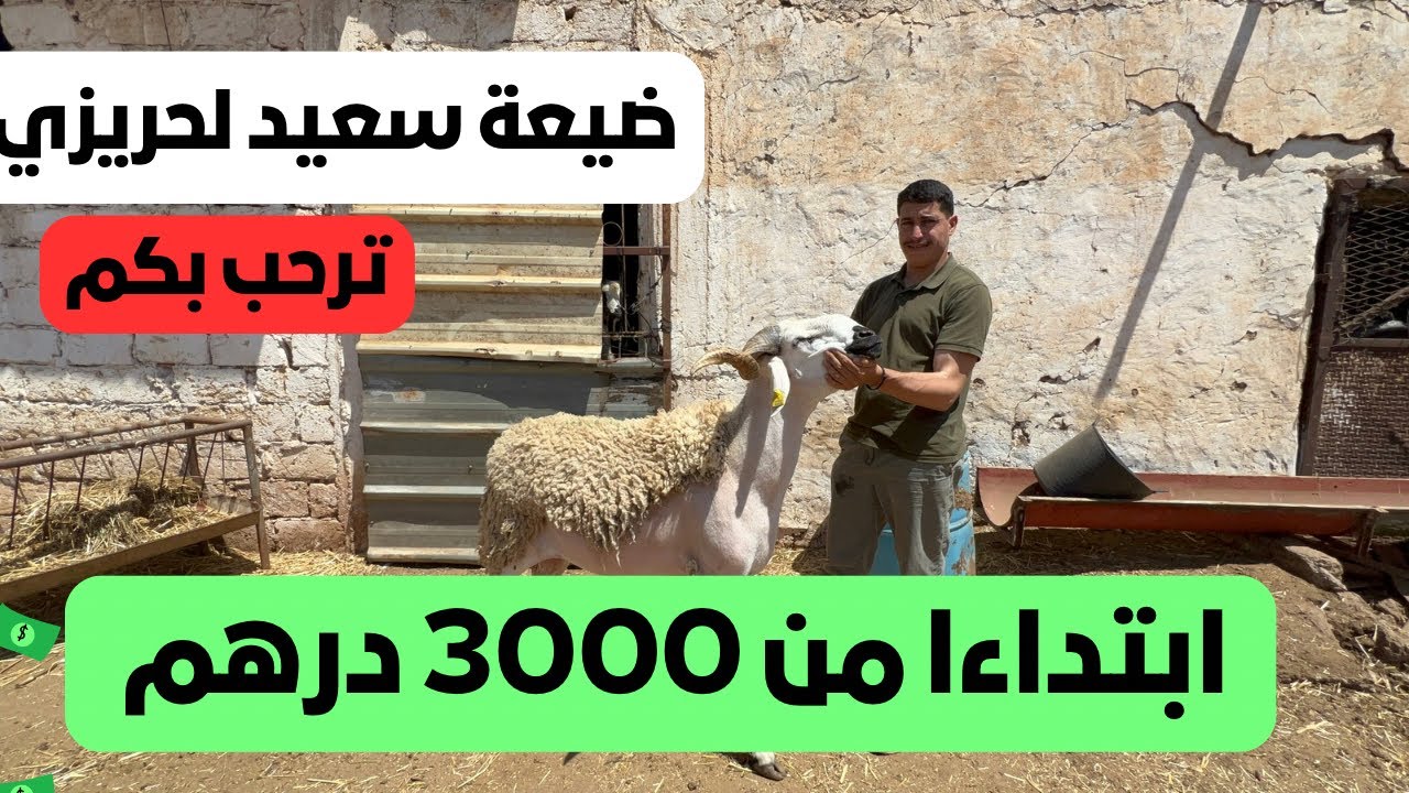 حصرياً حولي العيد 2024 متوفر في ضيعة سعيد لحريزي