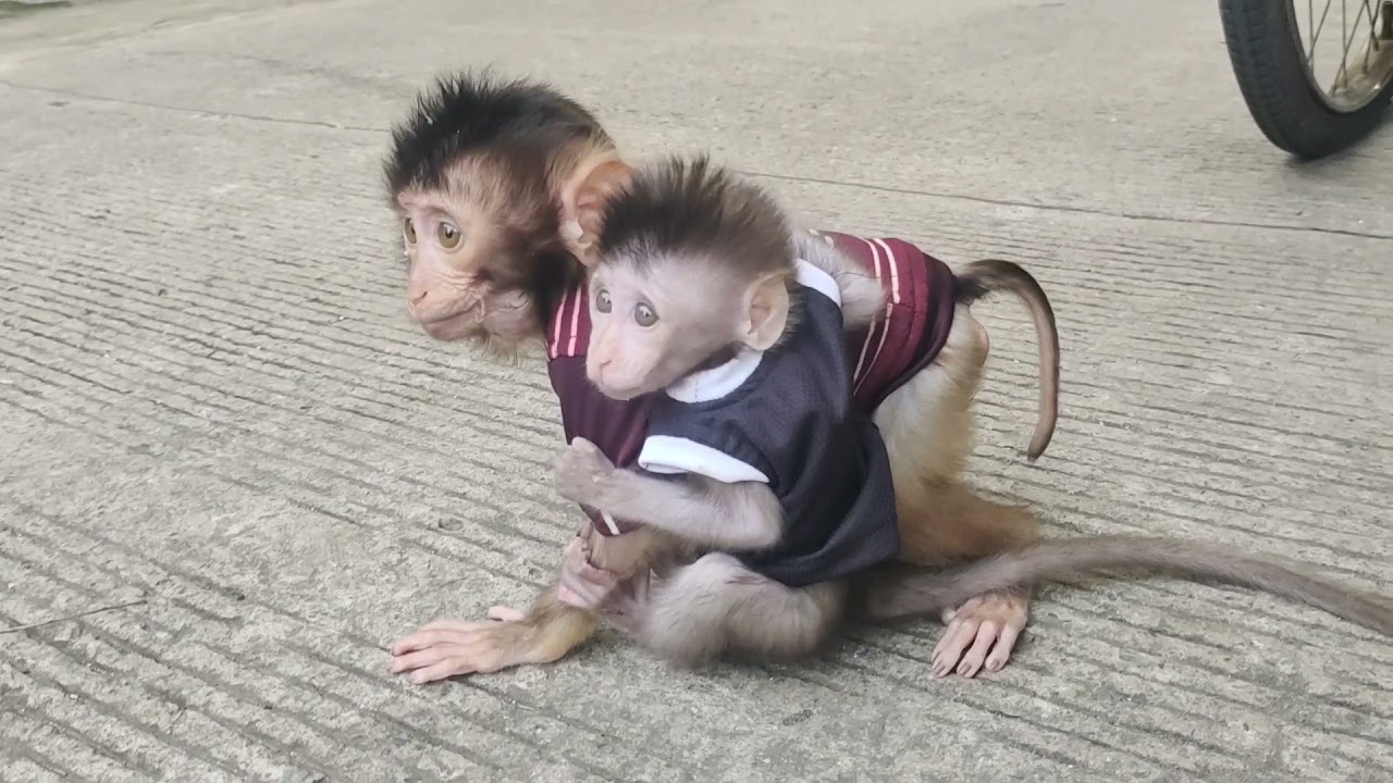 JONI BAHAGIA PUNYA TEMAN BARU BEBY BERUK #viral
