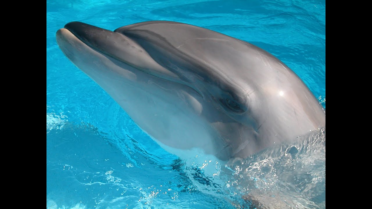 The Amazing Bottlenose Dolphin (Ocean Animal Documentary)