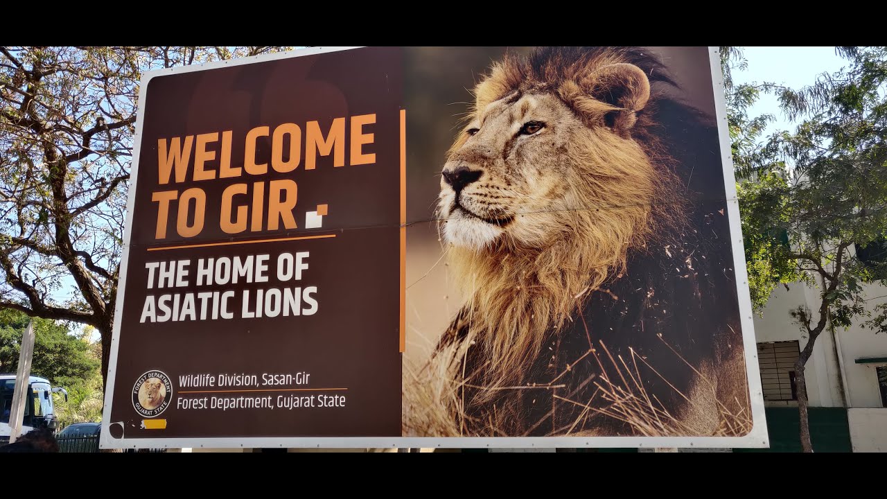 Real Safari Moments in Gir — We Saw the King of the Jungle !