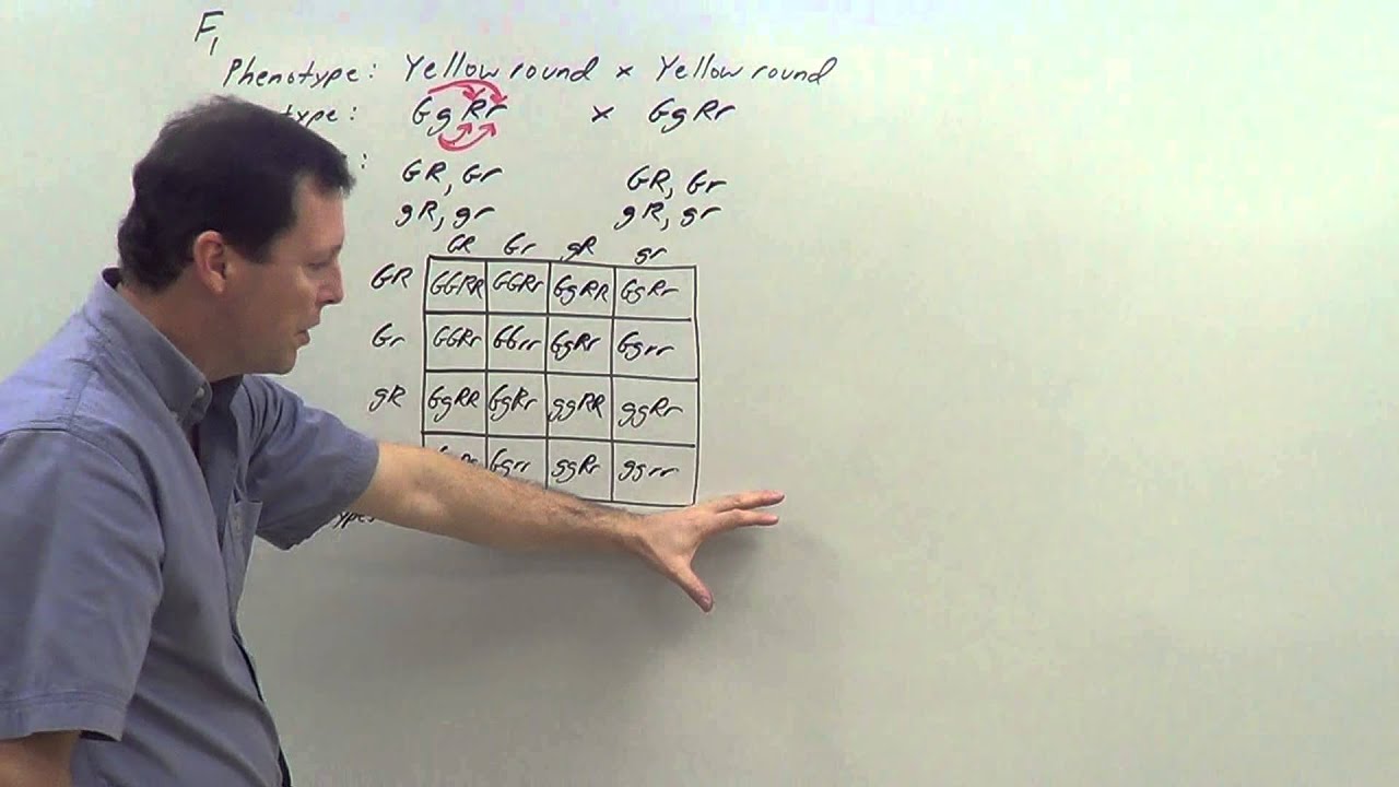 Dihybrid cross