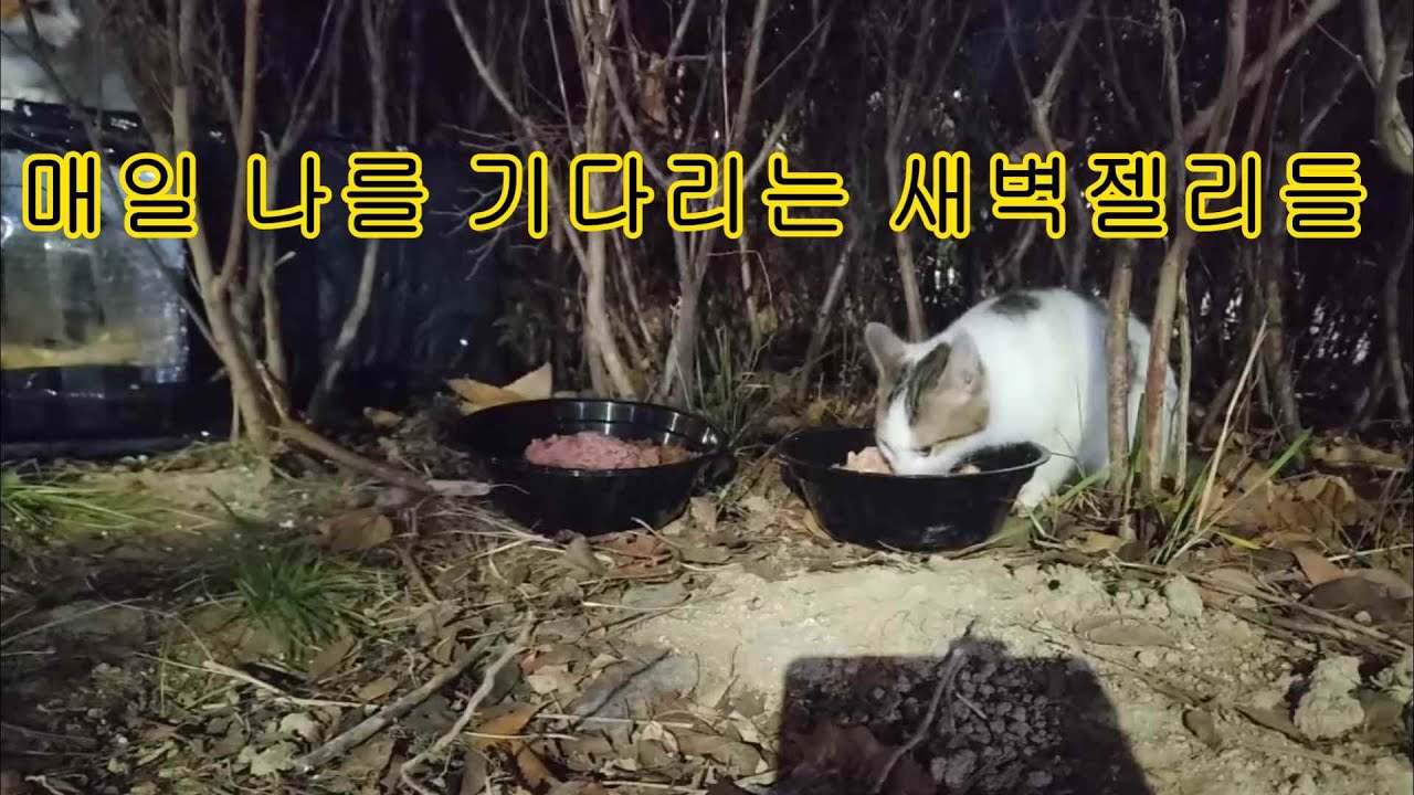 *영상을 틀어만 놔주셔도 도움이 됩니다