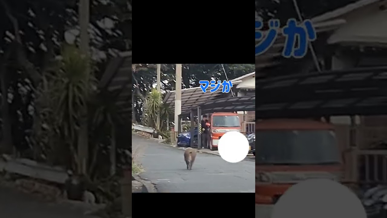 住宅街を闊歩するイノシシに遭遇