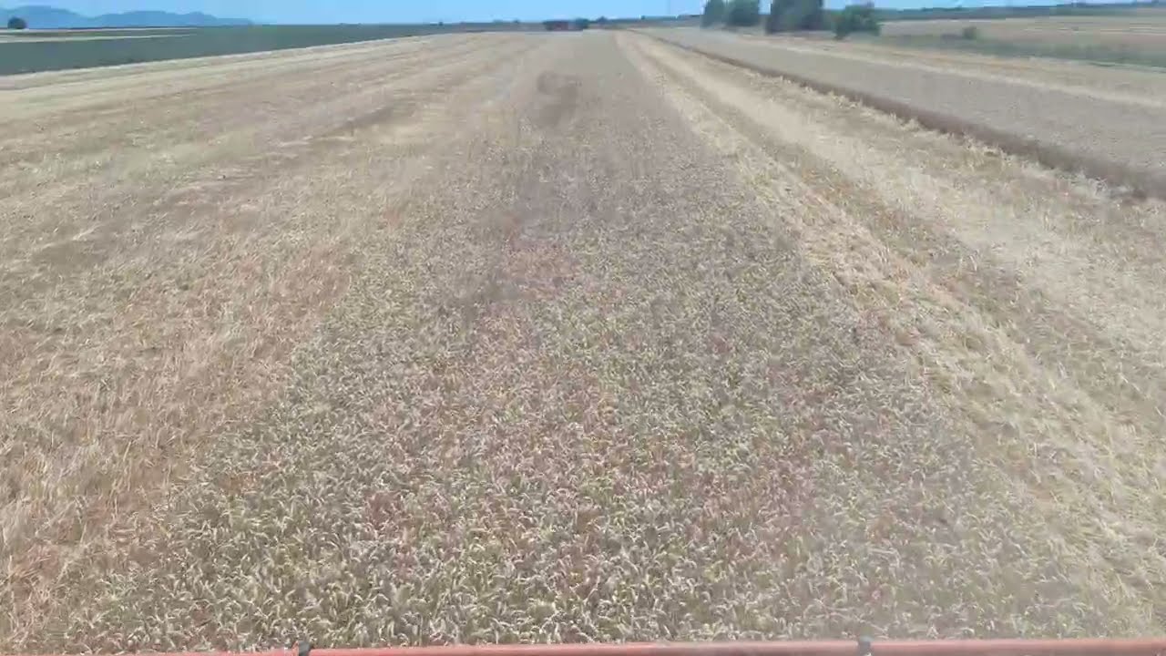 Lexion 630 psenica, 30 June 2025