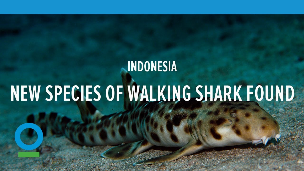 New species of 
