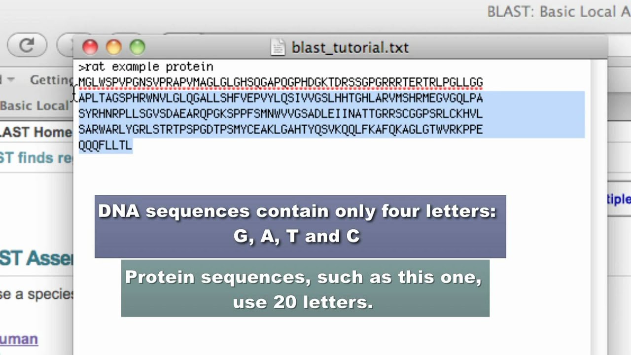 NCBI Blast Tutorial