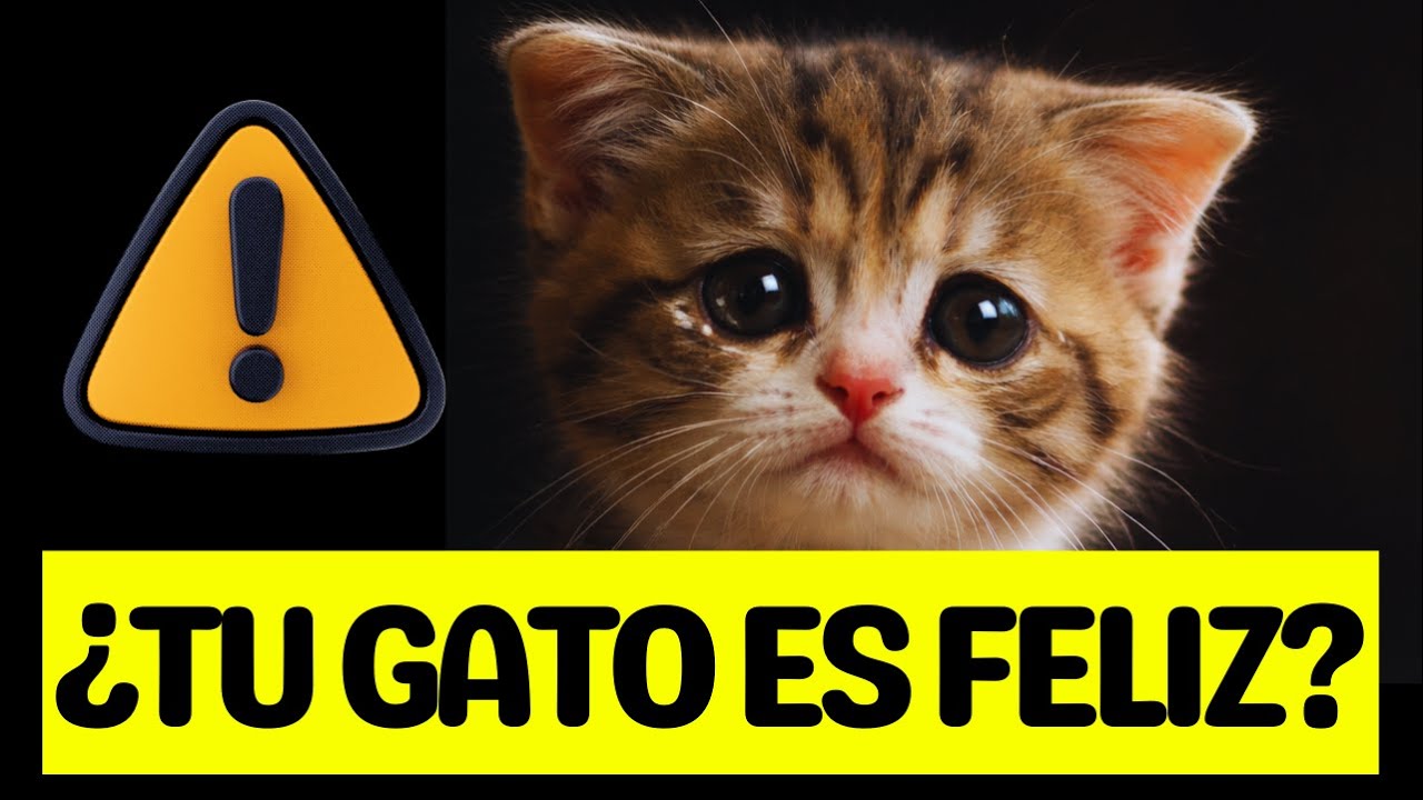 12 Señales Claras De Que Tu GATO NO Es Feliz (muchos las ignoran)