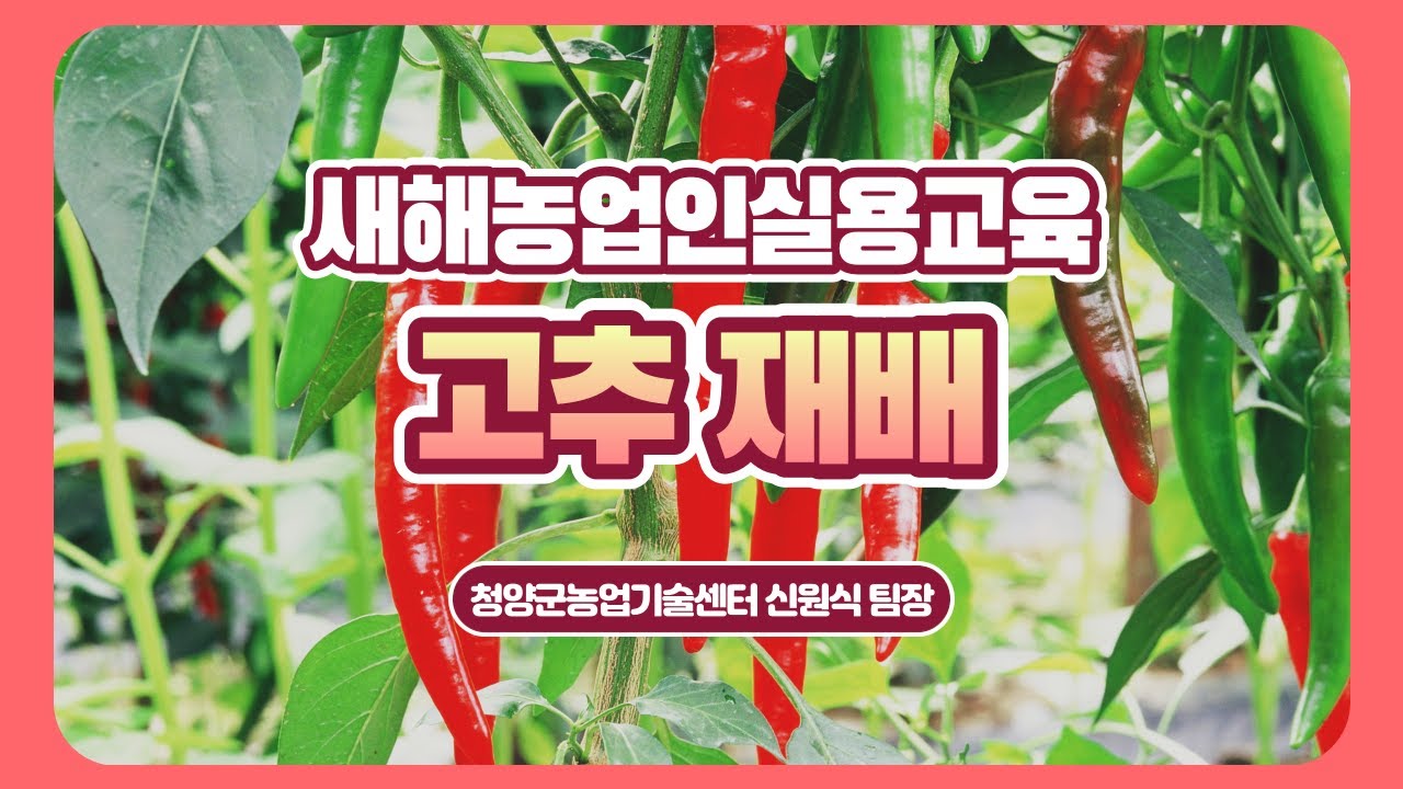 [새해농업인실용교육] 고추 재배 #1
