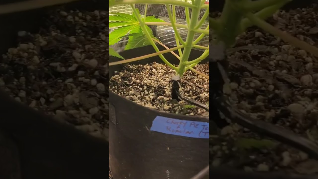 Consistent watering made easy with the Mars Hydro Drip Irrigation Kit. 💧