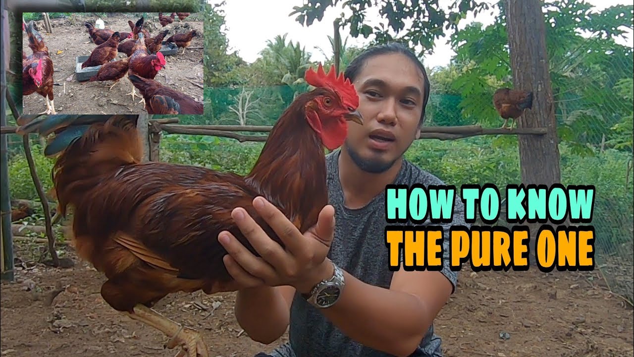 PURE O HINDI NA RHODE ISLAND RED | PAANO MALALAMAN | FREE RANGE FARMING