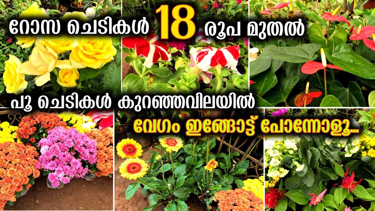 18 രൂപ മുതൽ റോസാചെടികൾ പൂ ചെടികളുടെ അത്ഭുതലോകം വേഗം വന്നോളൂ | Flowering Plants Indoor And Outdoor
