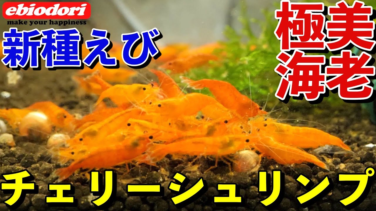やばいくらい綺麗なエビを見てみる【レッドチェリーシュリンプ】