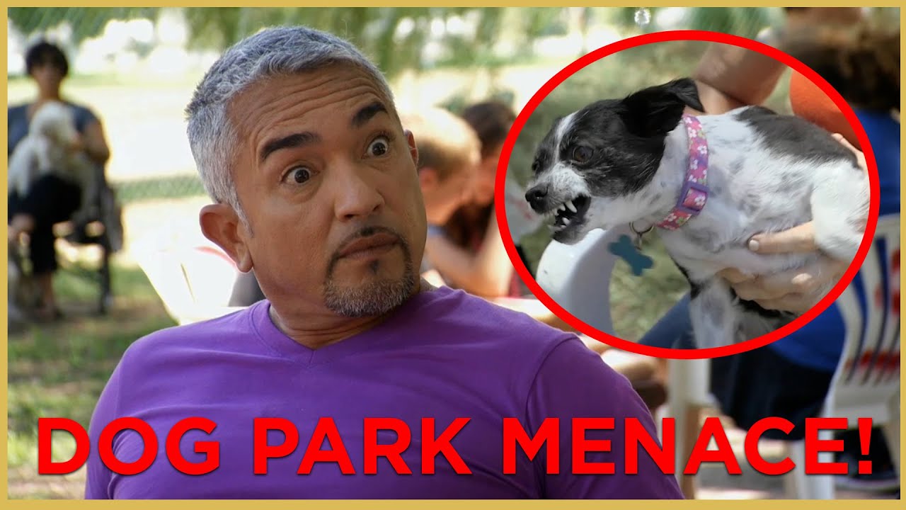 ОН ПОКУСАЛ ВСЕХ! (УГРОЗА В СОБАЧЬЕМ ПАРКЕ) | Cesar 911