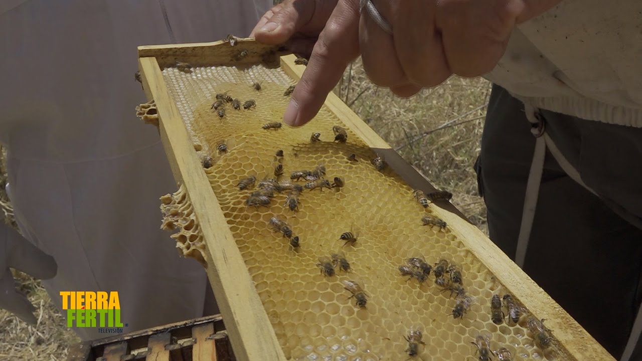 Tierra Fértil Tv-Producción de miel de abeja mexicana (20.04.24)