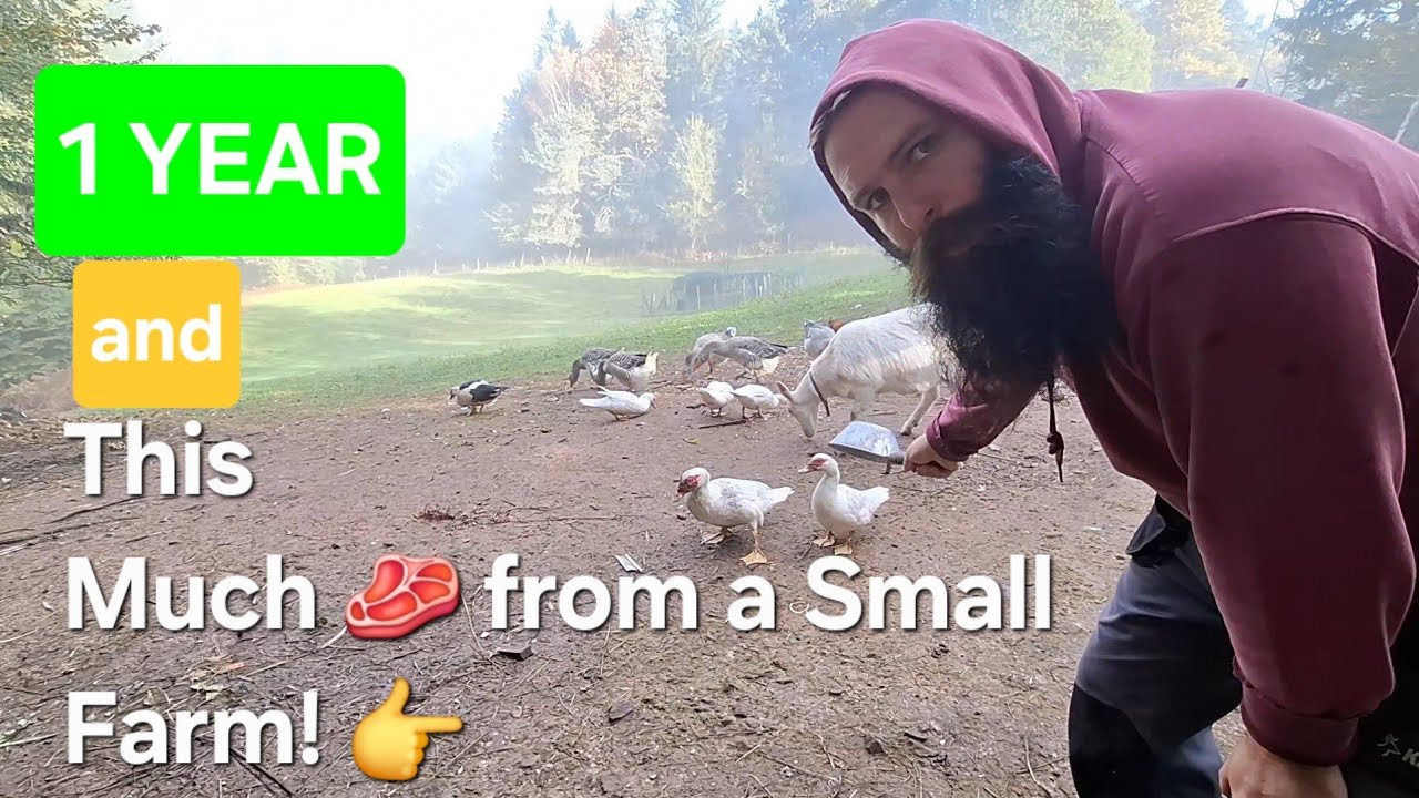 How Much Meat Do You Get From a Small Farm? (Chickens, Ducks, Geese, Rabbits & Pigs)