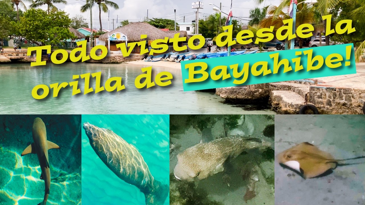 Impresionantes criaturas marinas de Bayahibe: manatíes, tiburones, mantarrayas, peces globo y más!