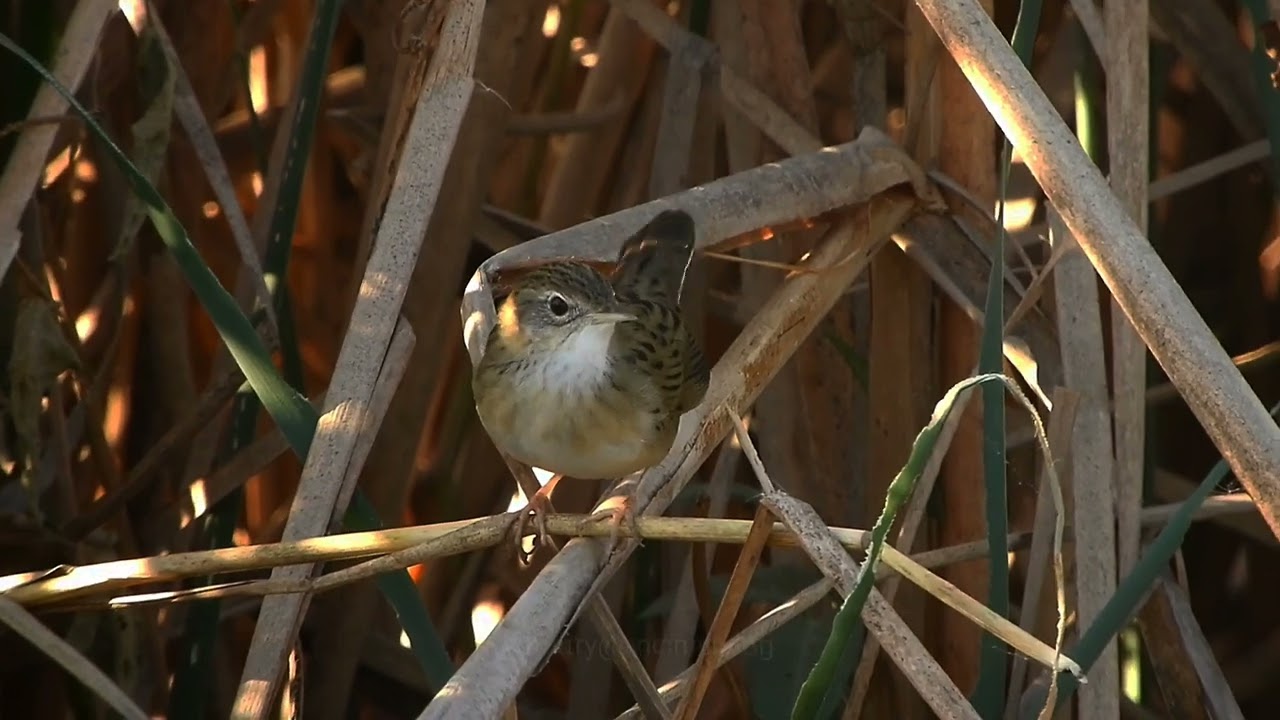 Common Grasshopper-warbler call