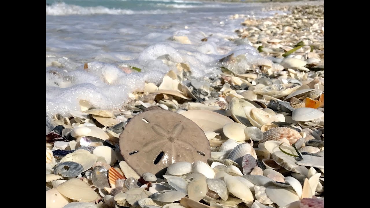 Collecting Shells On Cayo Costa island on an iLoveShelling Beachcombing Adventure