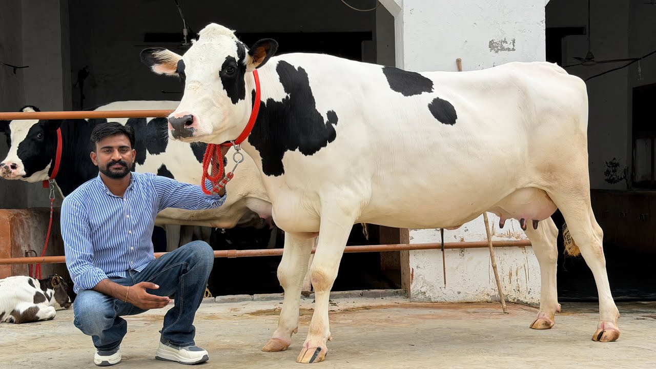 Competition Level Breed | 50 Liter Milk per Day | Jashan Dairy Farm | Punjab 