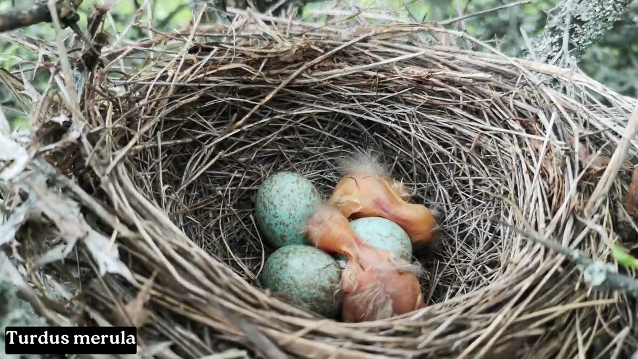 Bird nest walk - Linnet, Shrikes, Greenfinch and some unidentified nests