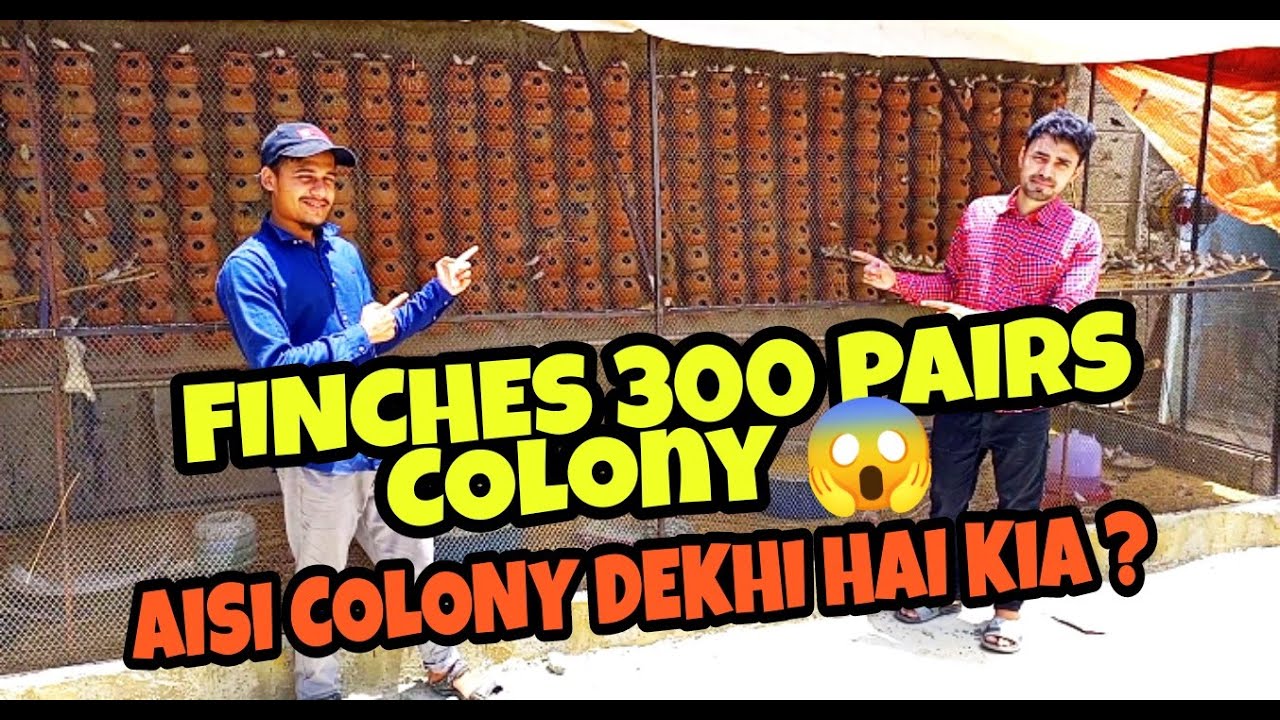 Finches 300 Pairs Colony Setup 😍 | Aisi colony dekhi hai kiya ❤ ? | DZ Birds Vlogs