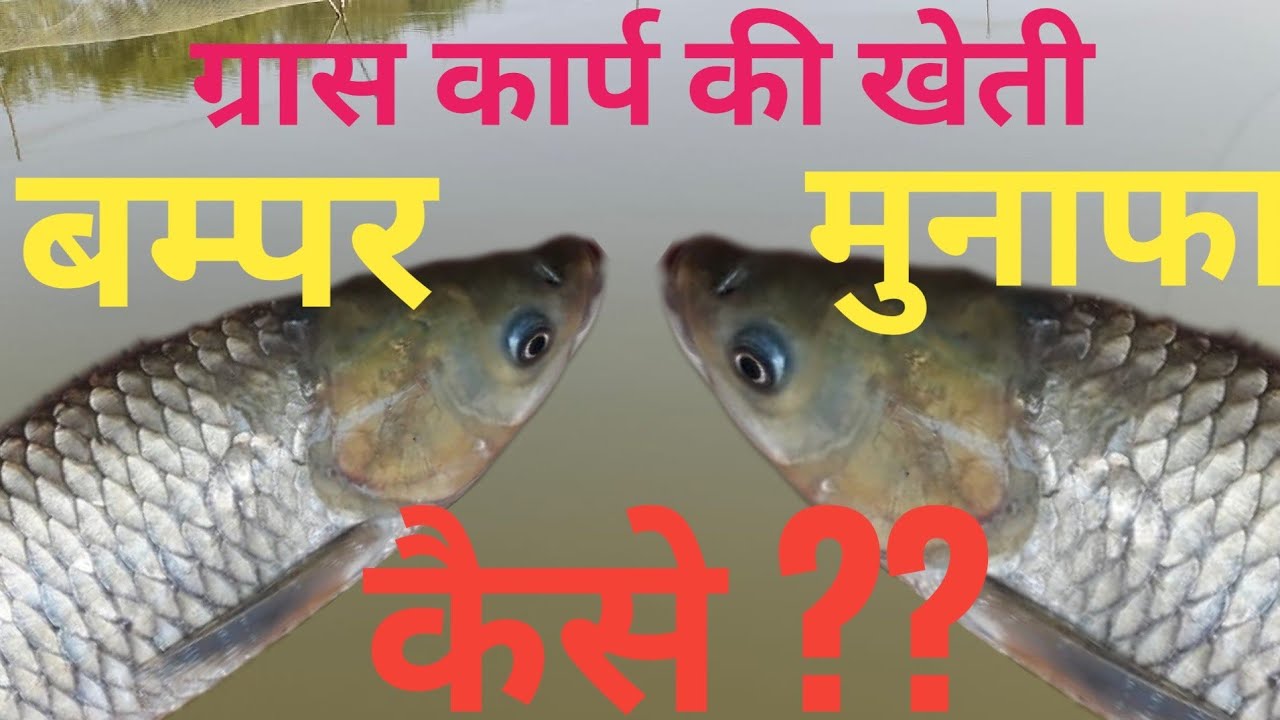 कैसे लें ग्रास कार्प मछलियों की बम्पर पैदावार। Big Profit With GRASS CARP Fish Farming #grasscarp