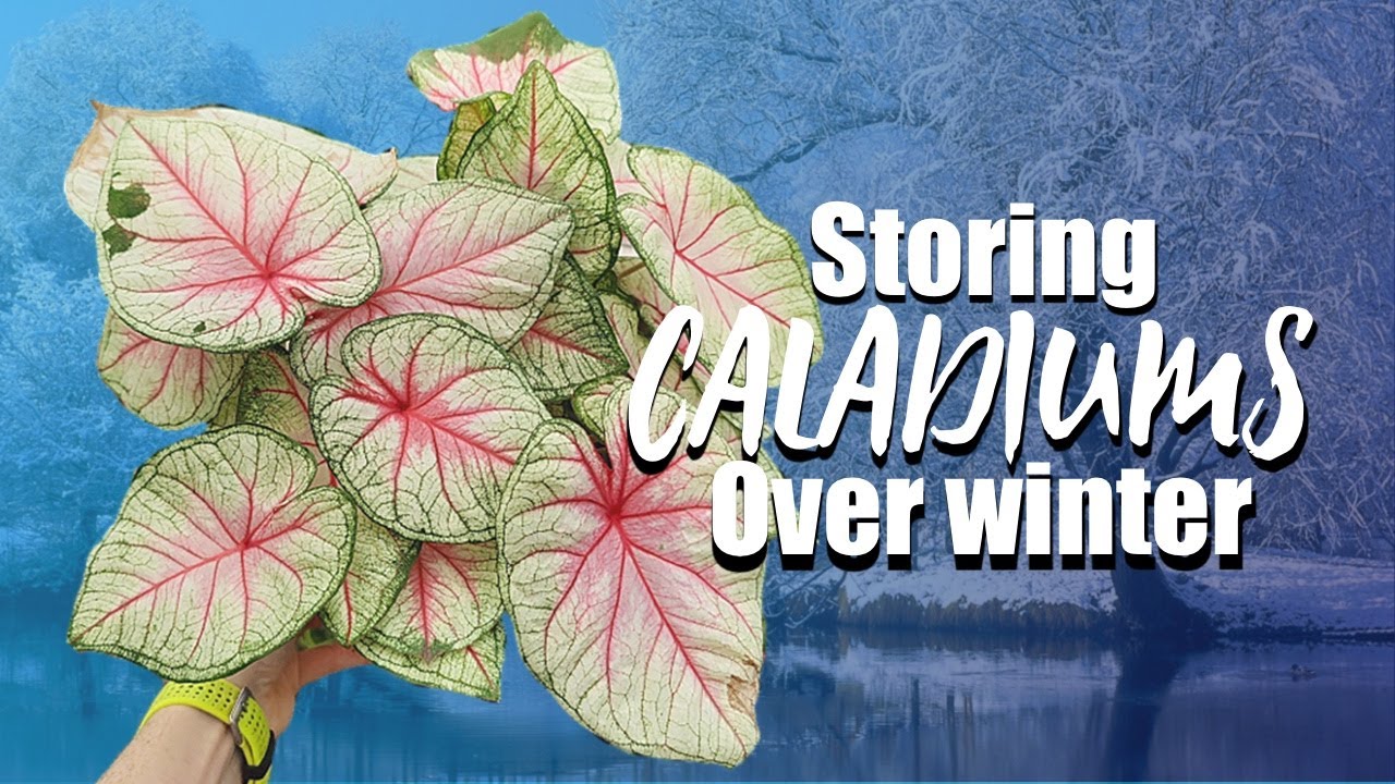 How to store caladiums over winter - Dig up and store caladium bulbs - storing caladiums in winter