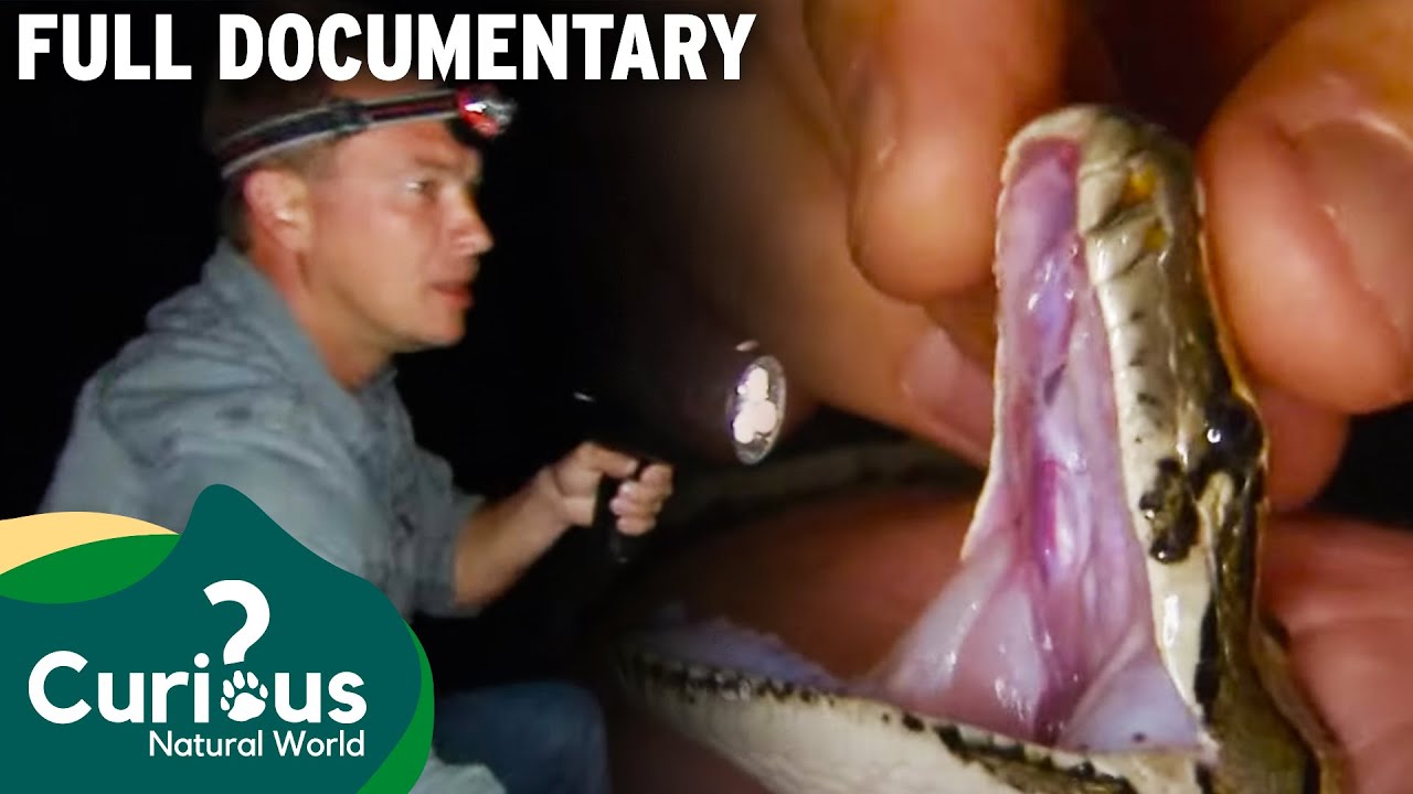 The Burmese Python Invasion | Full Documentary | Python Hunters