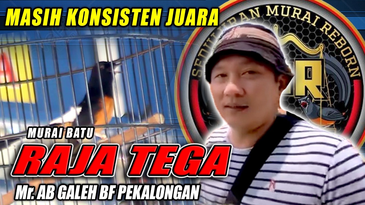 PERSAINGAN KETAT Murai Batu RAJA TEGA - AB Galeh masih stabil raih juara