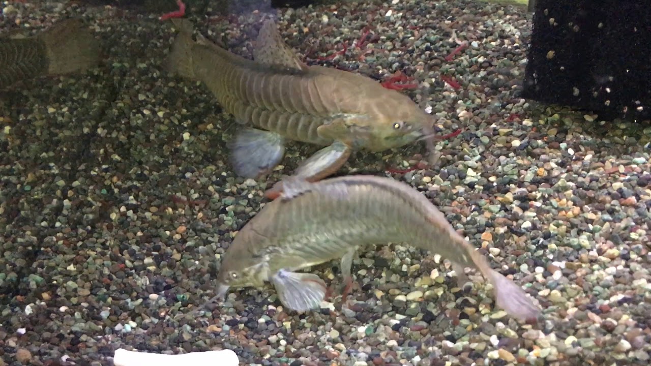 Callichthys callichthys 2（カリクティス・カリクティス）