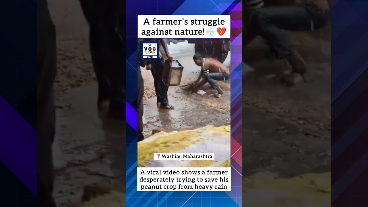 Video from Washim has gone viral, depicting a farmer's struggle to shield his crop from rain.