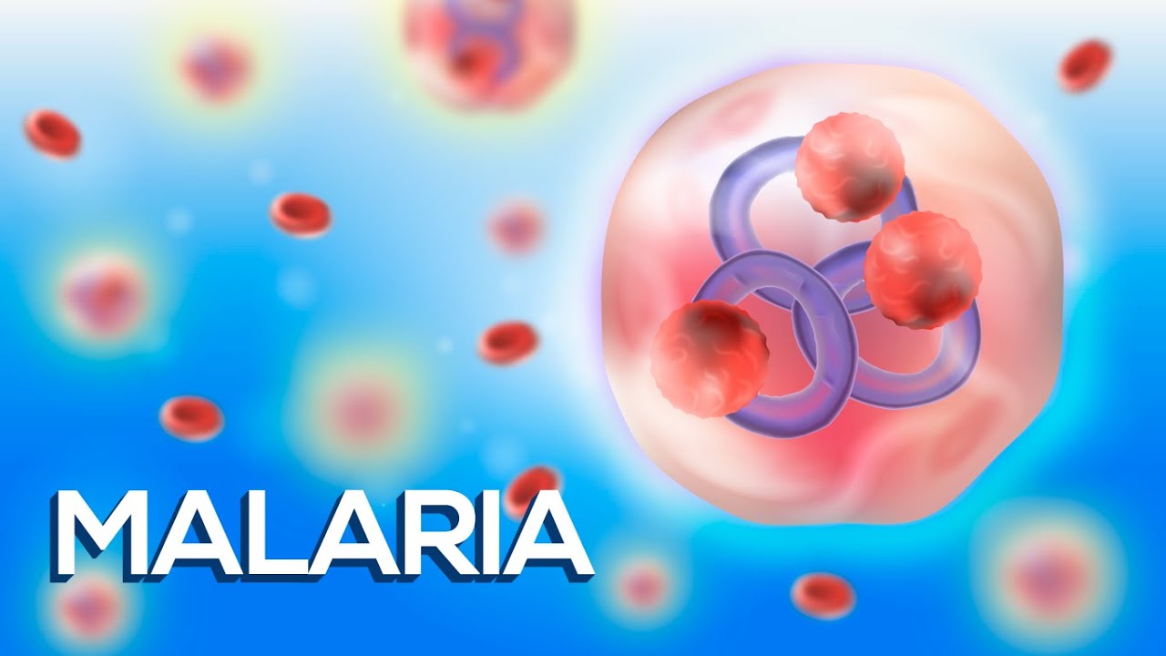 ¡La Malaria en menos de 10 minutos! - (Animación)