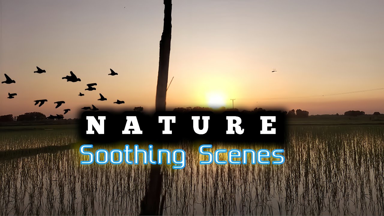 Nature Soothing Scenes