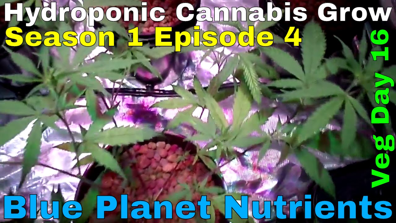 Hydroponic Cannabis Grow S01E04  - Veg Day 16 - Blue Planet Nutrients