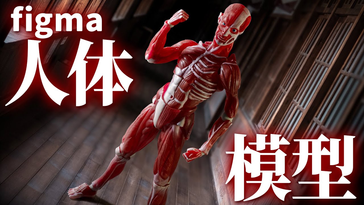 絵を描く時の参考になりそうな元気に躍動する剥き出しの筋肉！「figma 人体模型」を開封！