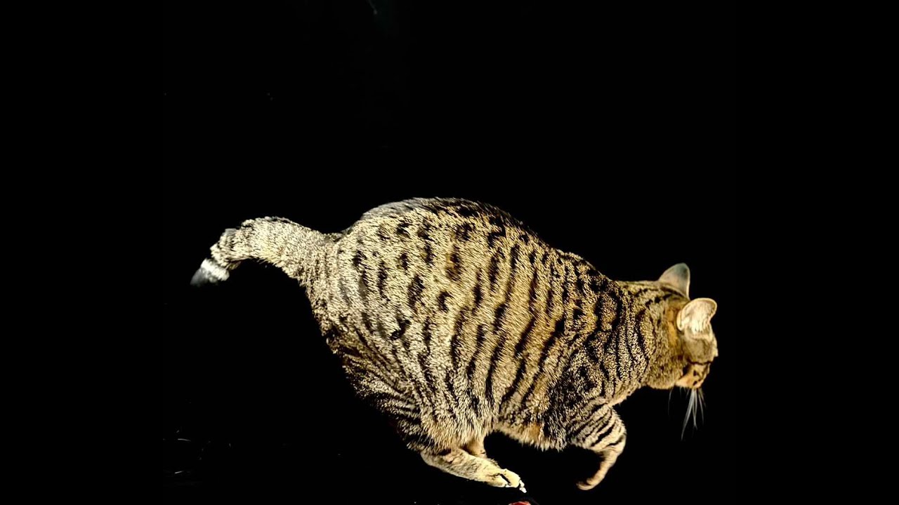 ねこオアシスオハナ　2026.2.3