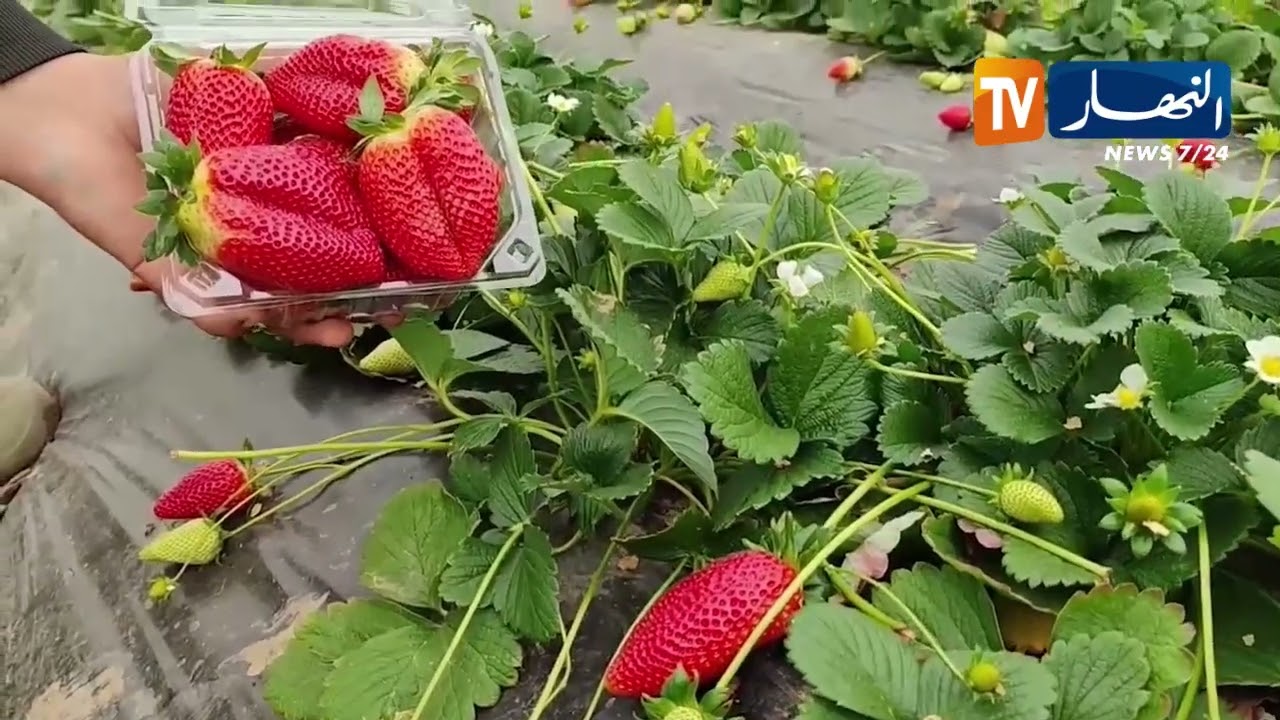 سكيكدة: الفراولة المحمية.. جودة عالية ورهان على توسيع مساحات الإنتاج