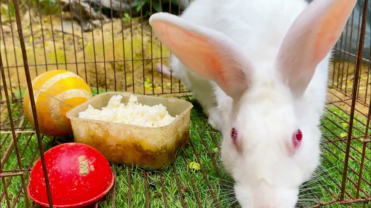 Beautiful Animal Sounds (Rabbit) | Rabbit Sounds Effects #rabbit#66#rabbitrescu