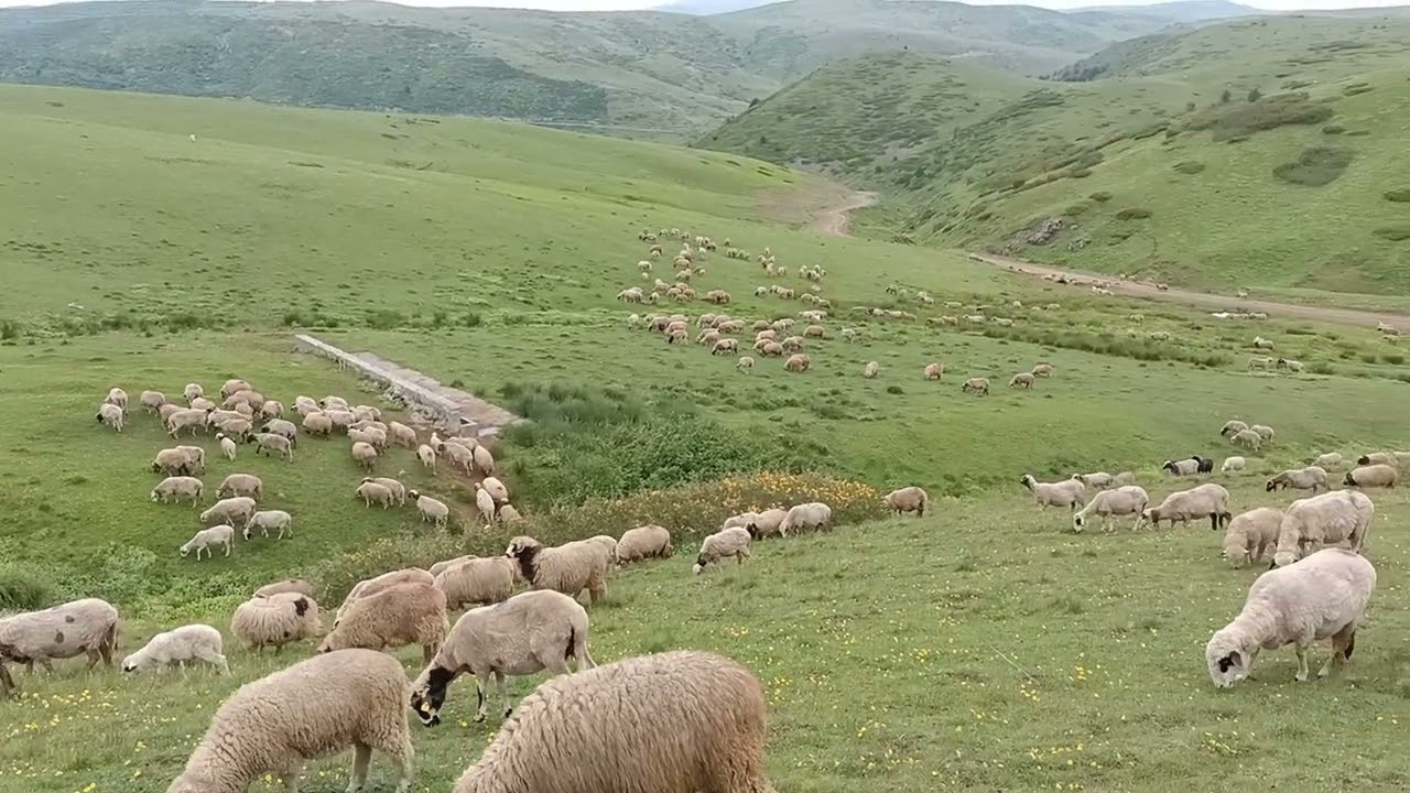 Doğada huzur var#keşfet #koyunculuk#koyun#k&ouml;pek#doğa#keşfet #koyunculuk#koyun#k&ouml;pek#doğa