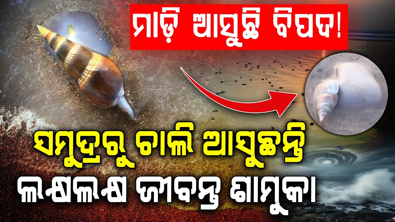 ପୁରୀକୁ ମାଡ଼ି ଆସୁଛି ବିପଦ! || Odisha Danger Alert || Sea Shell Mystery || Argus Digital