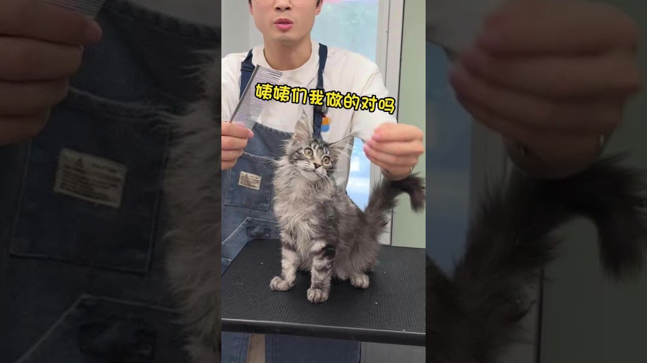 恭迎天生社牛圣体，小缅因一位#鱼大叔洗猫  #萌宠出道计划