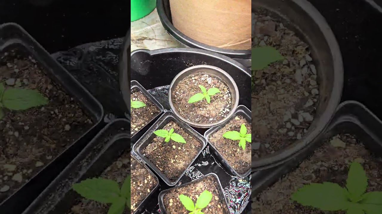 Bottom Feeding Plants For Strong Roots. Bigger Roots Bigger Fruits.  ANTI VENOM SMITHSONIAM GENETICS