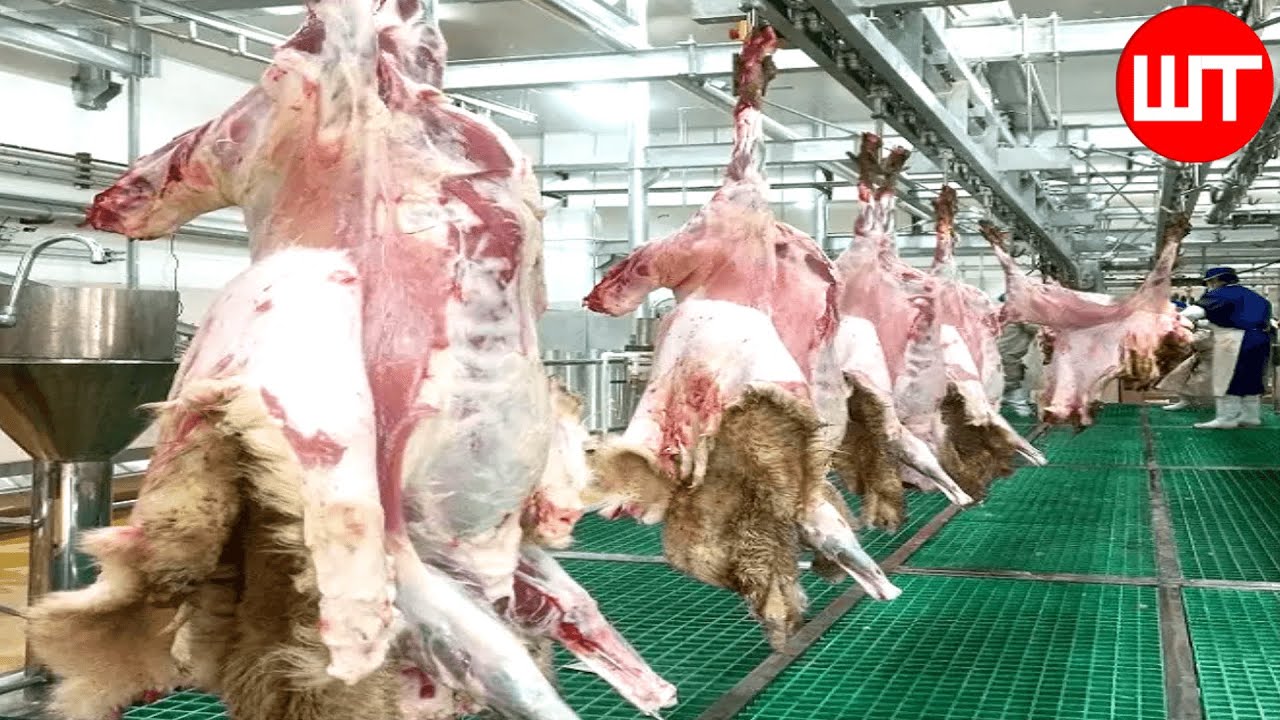 Как перерабатывается овечье мясо | Современные технологии овцеводства | Пищевая фабрика