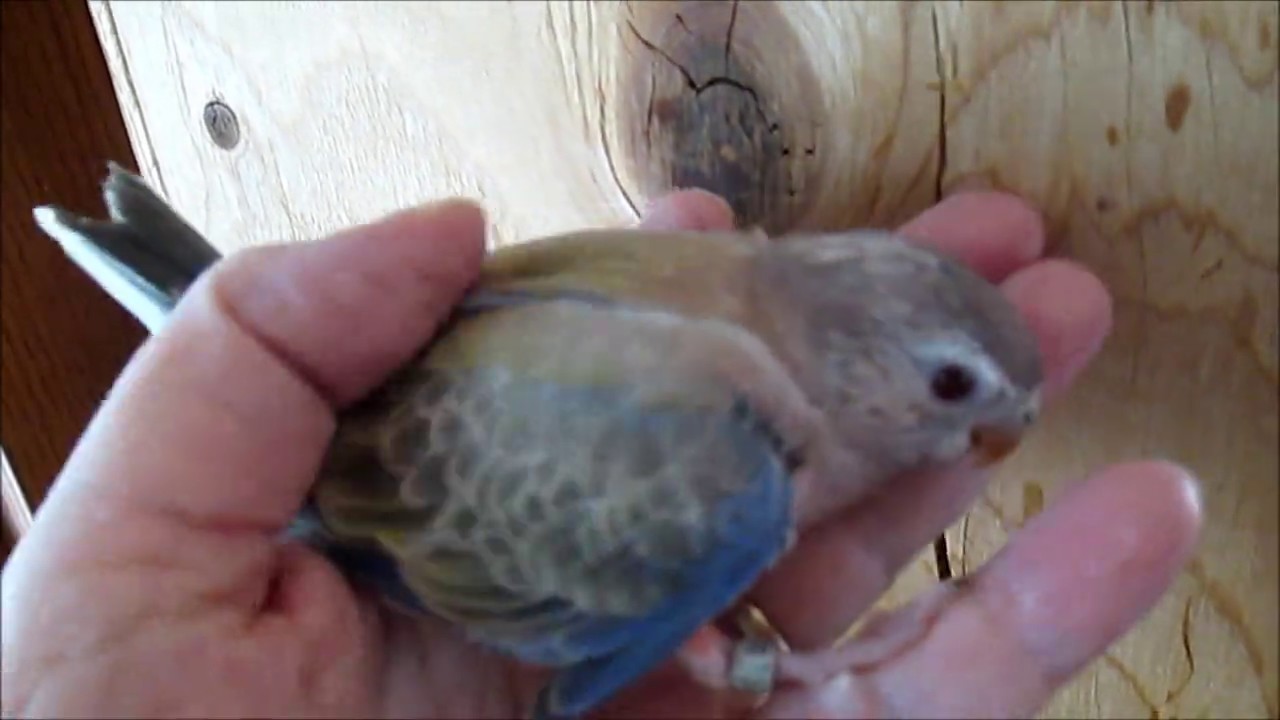 BOURKE'S PARAKEET BABIES FLEDGING -- 14 OF MANY COLORS