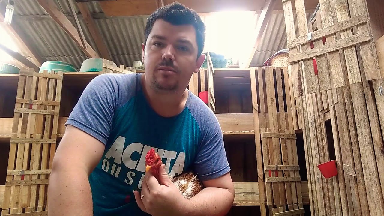 STUD M.C, Como acabar com piolho nos galos e no Criatório.