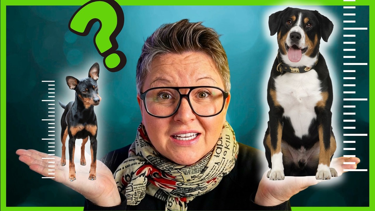 Welcher Hund PASST zu mir I Warum Größe doch entscheidend ist